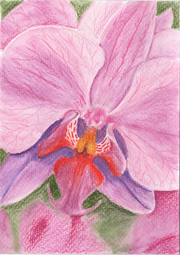 kohinoor_aquarell_prismacolor_orchidee