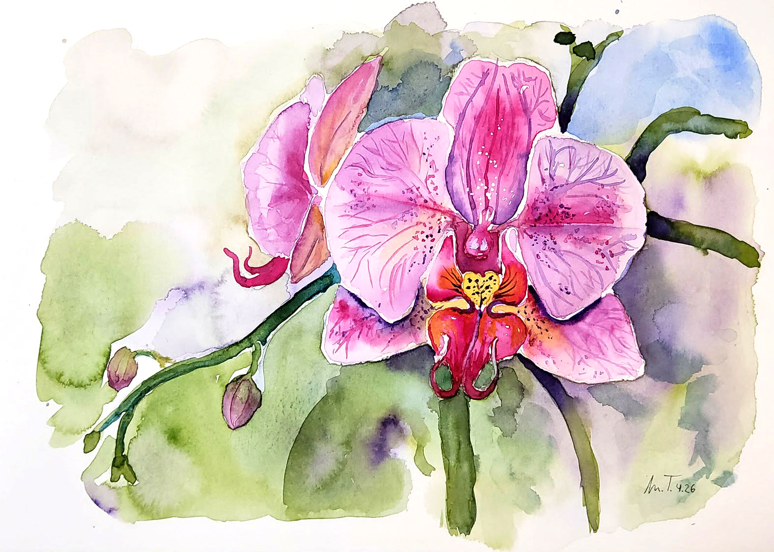 orchidee